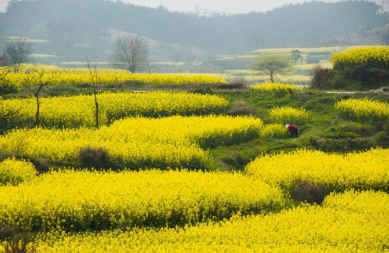 《百花谱》（其三）