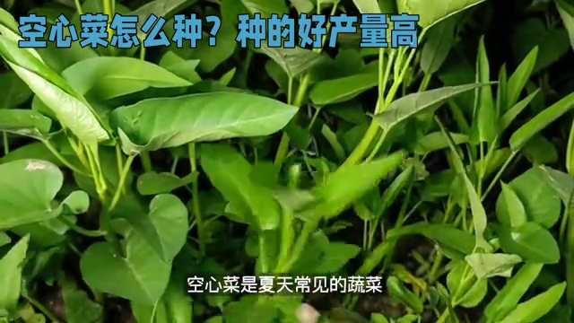 空心菜怎么种？