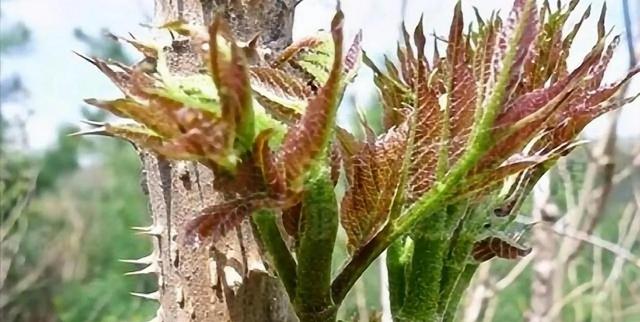 刺嫩芽的种植技术