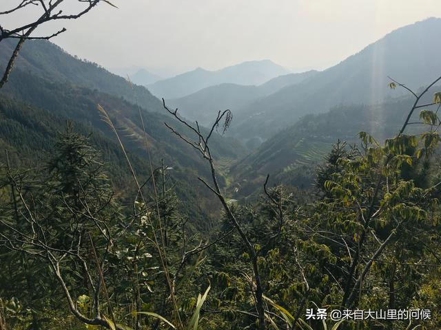 田园土种植兰花也是可以的，不过有几点事项要注意