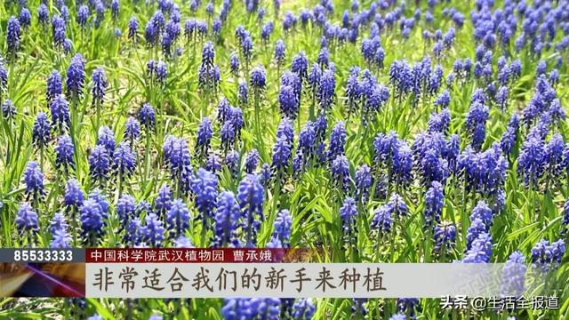 您有一份《郁金香种植手册》请查收