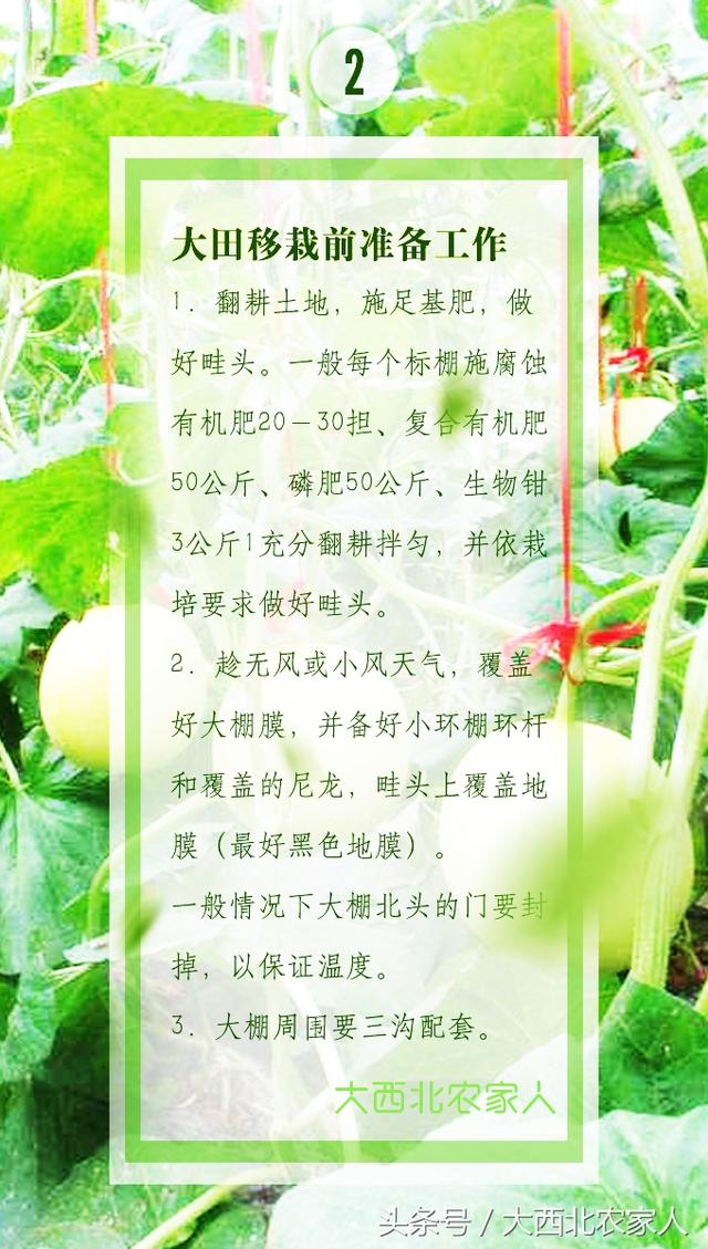 瓜农春季种植甜瓜香瓜定植移栽后，注意这些才能多产多收