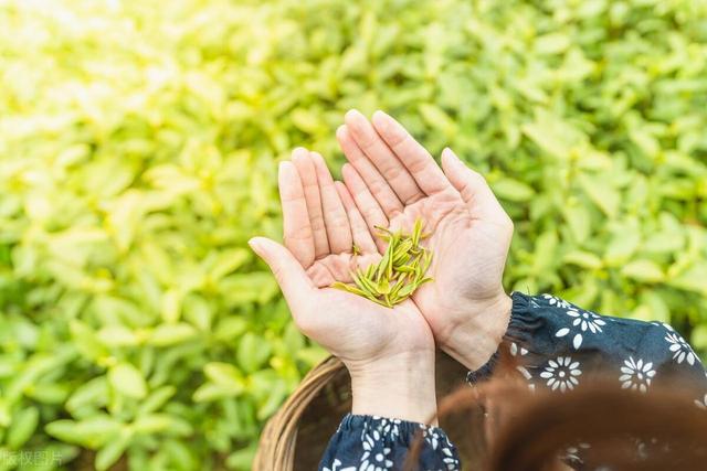 茶叶种植，好好的茶树，茶农们为什么挖了种，种了又挖？