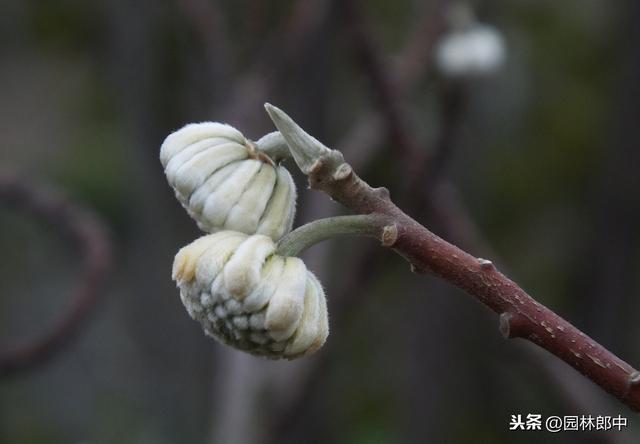 路边种植的结香花，其实是我国的爱情树，喜结连枝说的就是它