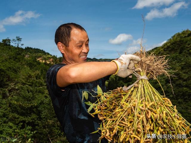 如何才能种出高产优质的大豆？种植大豆要抓好哪几项管理重点？