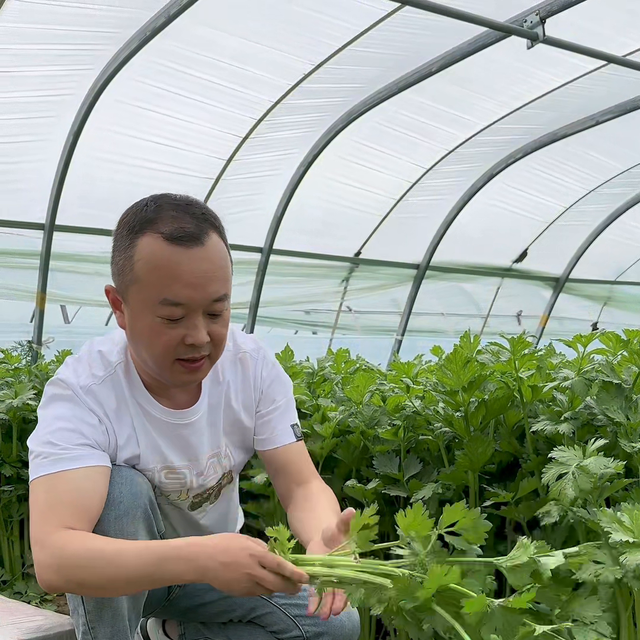 芹菜种子为什么出芽慢，正确催芽方式。#记录三农