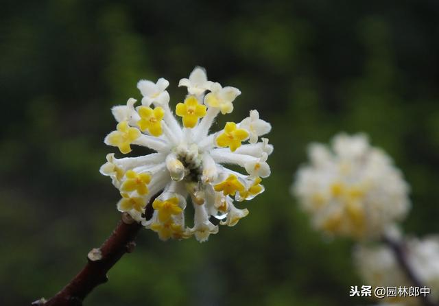 路边种植的结香花，其实是我国的爱情树，喜结连枝说的就是它