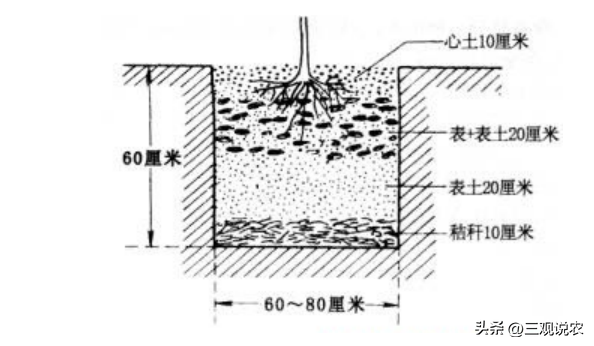 桃树栽植的方式、密度、定植时期与定植方法