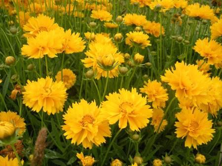 常见花草种植方法：紫罗兰，百合，金鸡菊花，栀子花