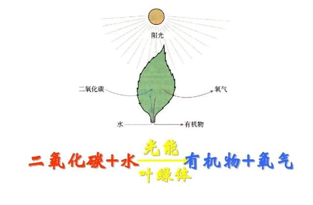 冬季大棚蔬菜，谨记通风时间不能早，一定做到见光后1小时开始