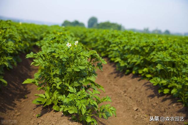 早熟马铃薯高产种植技术，要注意掌握温度、水分和光照