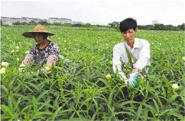 怎样栽培黄秋葵？管理、病虫害防治，这些技术是必要掌握的