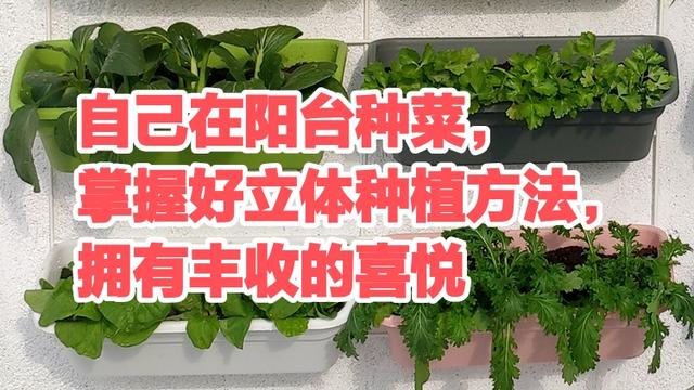 自己在阳台种菜，掌握好立体种植方法，轻松拥有丰收的喜悦