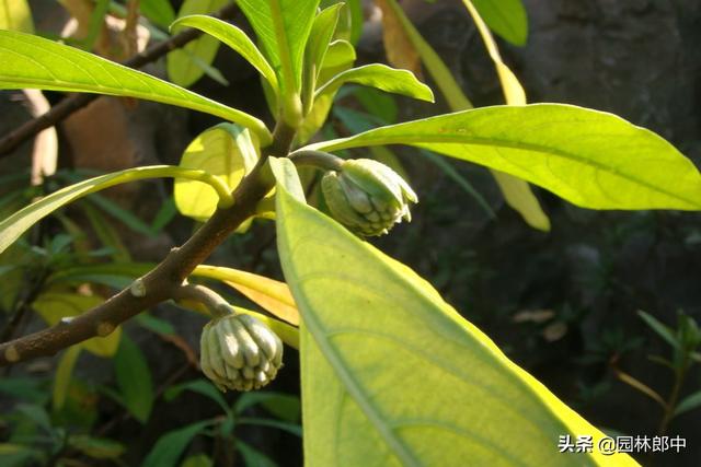 路边种植的结香花，其实是我国的爱情树，喜结连枝说的就是它