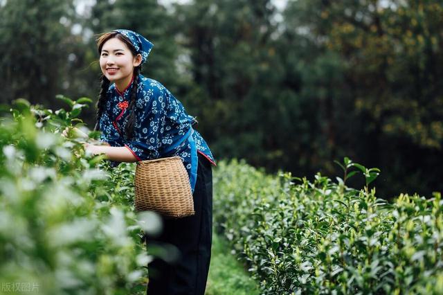 茶叶种植，好好的茶树，茶农们为什么挖了种，种了又挖？