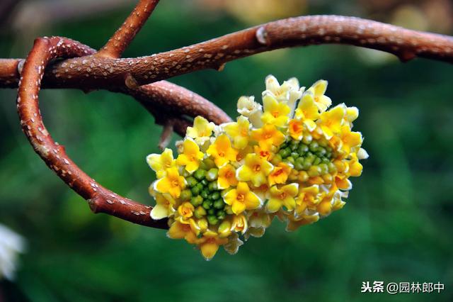 路边种植的结香花，其实是我国的爱情树，喜结连枝说的就是它