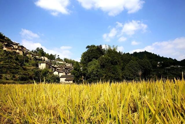 松阳：留住绿水青山 打造有机农耕强县