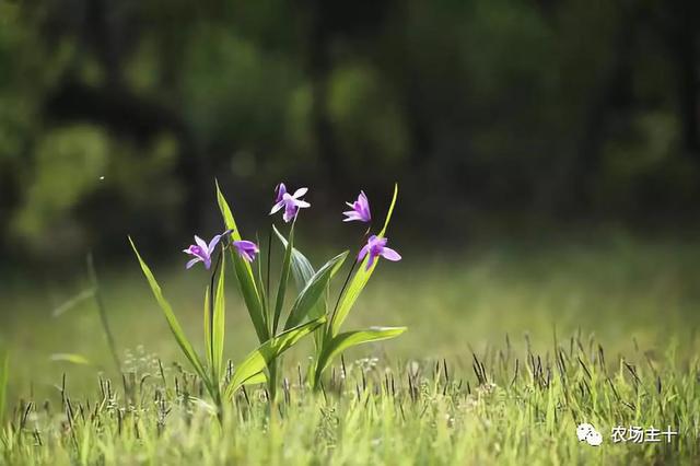 为什么白芨秋天种最好？值得收藏