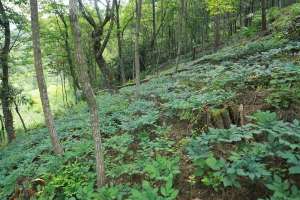 魔芋种植时间(林下魔芋栽培关键技术)