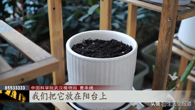 您有一份《郁金香种植手册》请查收