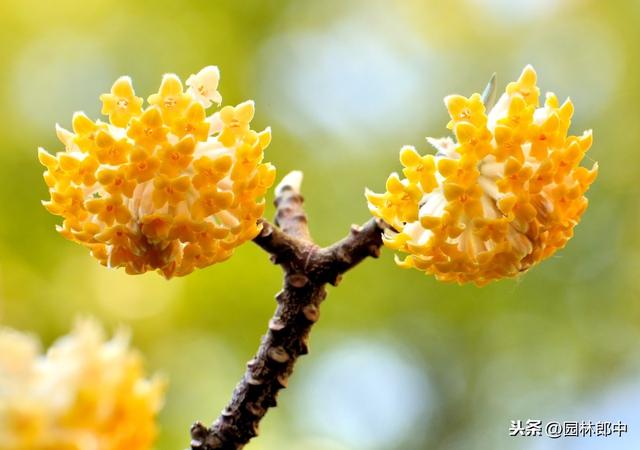 路边种植的结香花，其实是我国的爱情树，喜结连枝说的就是它