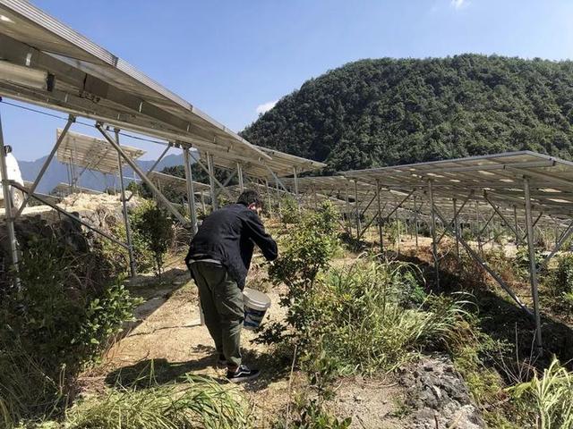 新型农业，你了解吗？松阳“光伏山茶籽”喜获丰收