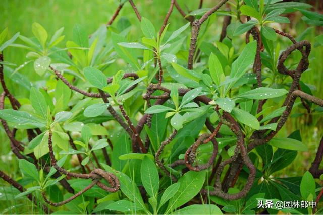 路边种植的结香花，其实是我国的爱情树，喜结连枝说的就是它