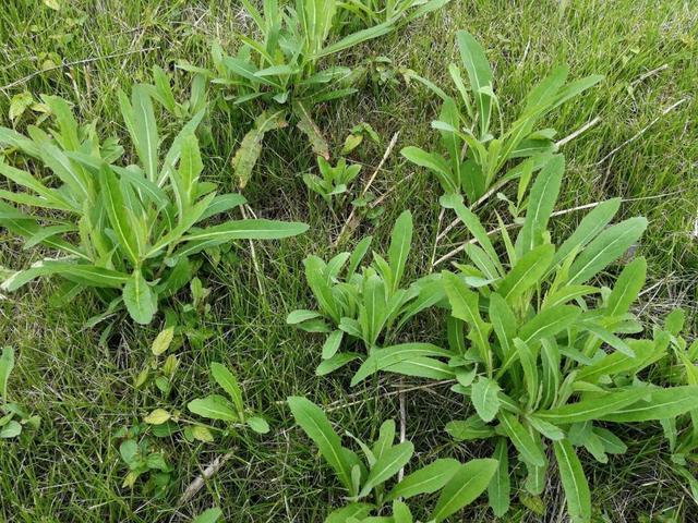 这野地里常见的野菜，味道甘苦却好处多，以前可是“救命菜”