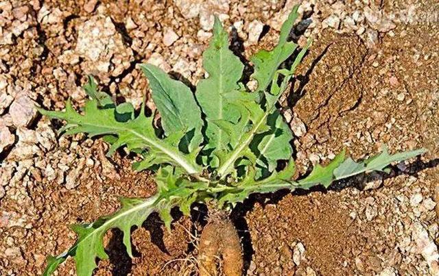 这野地里常见的野菜，味道甘苦却好处多，以前可是“救命菜”