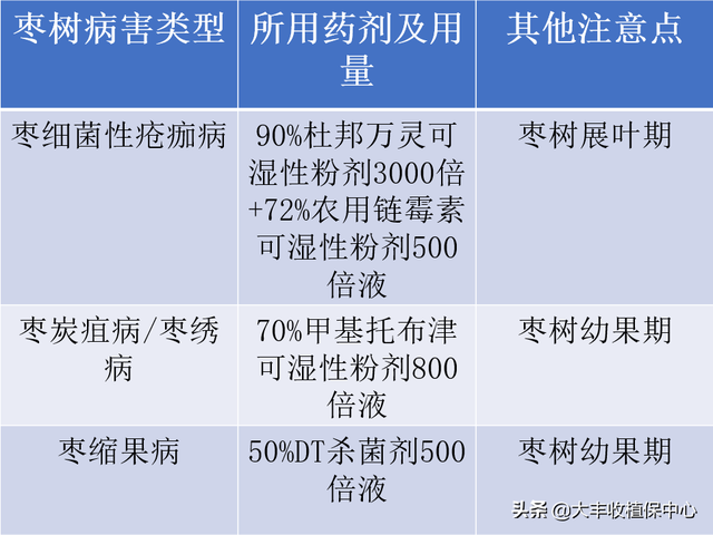 高产量收益多！大棚冬枣技术该怎么做？这4个方面告诉你