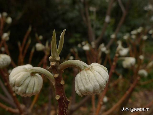 路边种植的结香花，其实是我国的爱情树，喜结连枝说的就是它