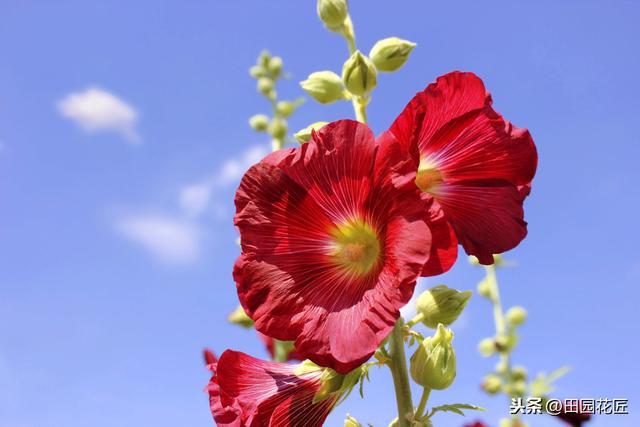 蜀葵，耐寒好养殖，只需播下种子，这样养护，即可年年花开数月