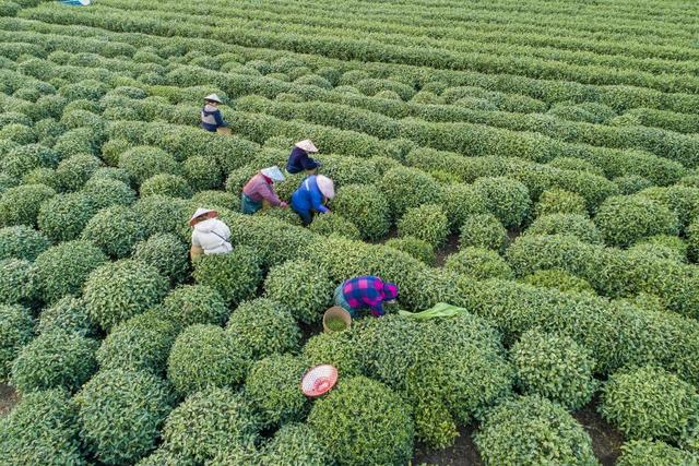 茶叶种植，好好的茶树，茶农们为什么挖了种，种了又挖？