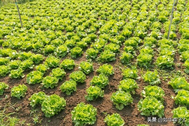 霜降后种生菜，洒点这东西，生菜三天出苗，后期生菜长势快吃不退