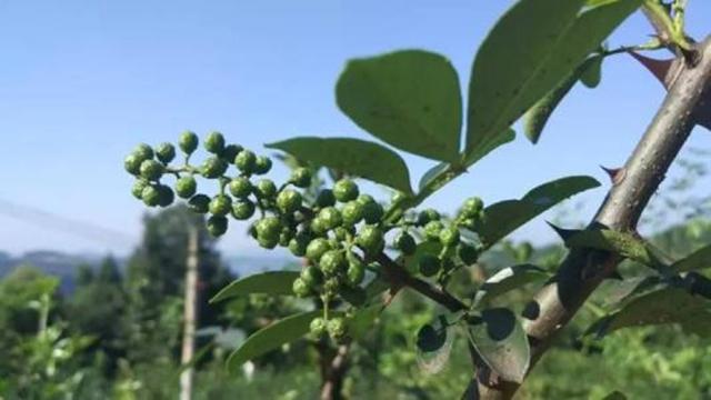 花椒树栽培技术｜青花椒实用栽培技术之栽植技术