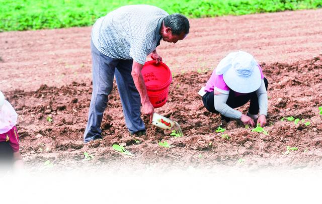 瞄准蔬菜上市淡季 大峪镇试种高山夏白菜