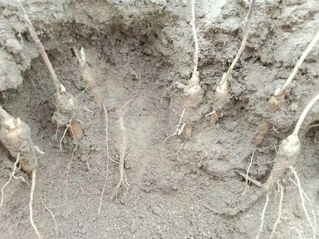 芍药分布于山坡草地及林下，山坡草地，有栽培，花瓣各色