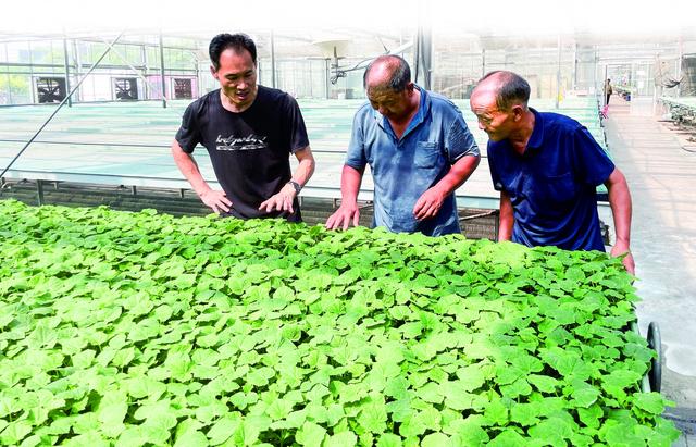 瞄准蔬菜上市淡季 大峪镇试种高山夏白菜