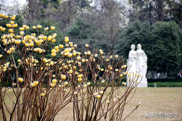 路边种植的结香花，其实是我国的爱情树，喜结连枝说的就是它