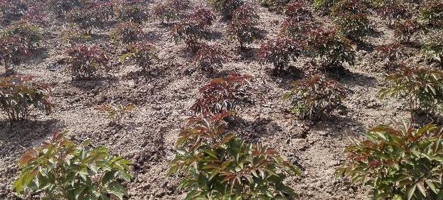 芍药分布于山坡草地及林下，山坡草地，有栽培，花瓣各色