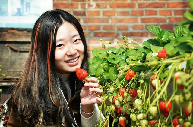 无公害大棚草莓优质栽培技术措施分析，找到你最适合的方法
