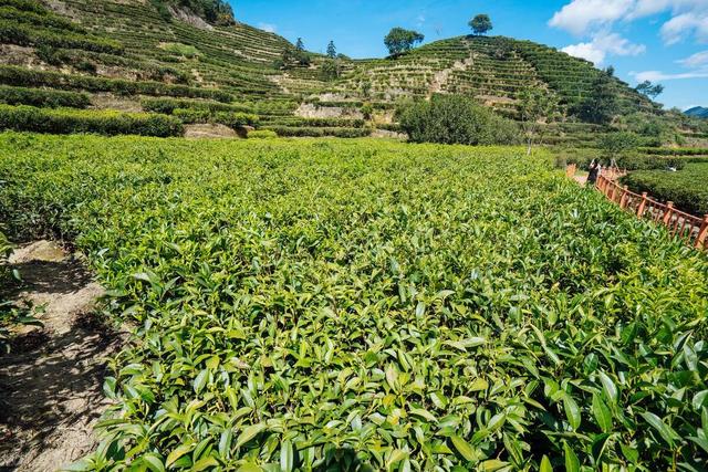 茶叶种植，好好的茶树，茶农们为什么挖了种，种了又挖？