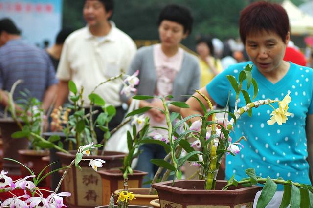 养兰发财很容易？10年养兰老友告诉你，一夜致富都是骗人的