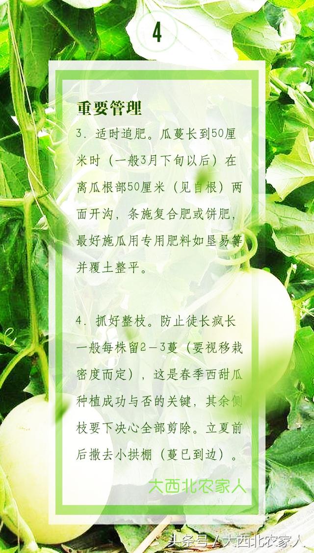 瓜农春季种植甜瓜香瓜定植移栽后，注意这些才能多产多收