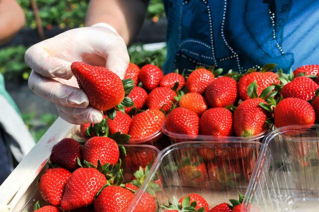 无公害大棚草莓优质栽培技术措施分析，找到你最适合的方法