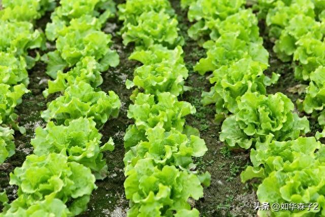 霜降后种生菜，洒点这东西，生菜三天出苗，后期生菜长势快吃不退