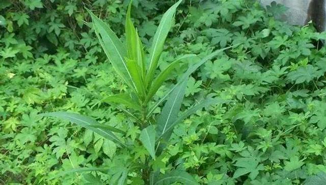 这野地里常见的野菜，味道甘苦却好处多，以前可是“救命菜”