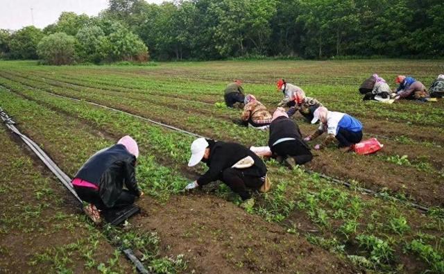 利润很高的药材种植，一亩收入能达48000元，适合大部分地区种植