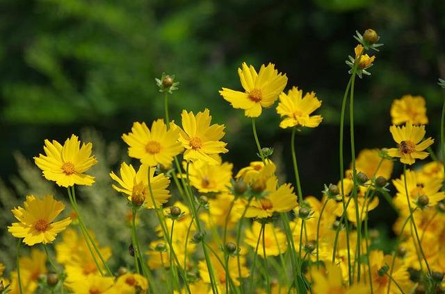 常见花草种植方法：紫罗兰，百合，金鸡菊花，栀子花