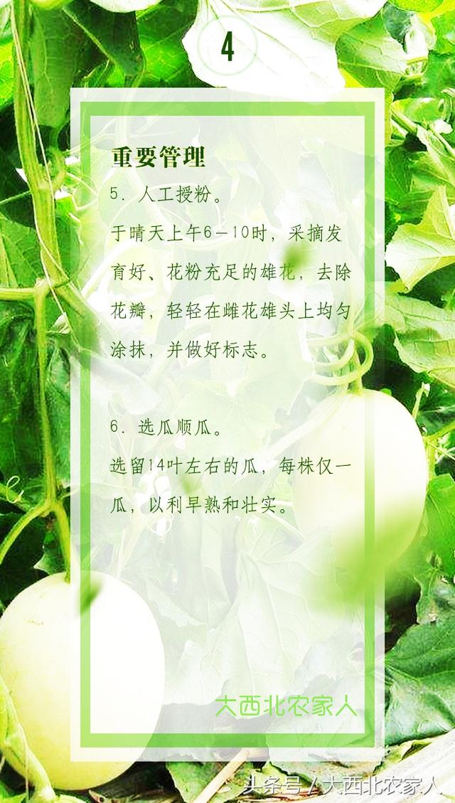 瓜农春季种植甜瓜香瓜定植移栽后，注意这些才能多产多收